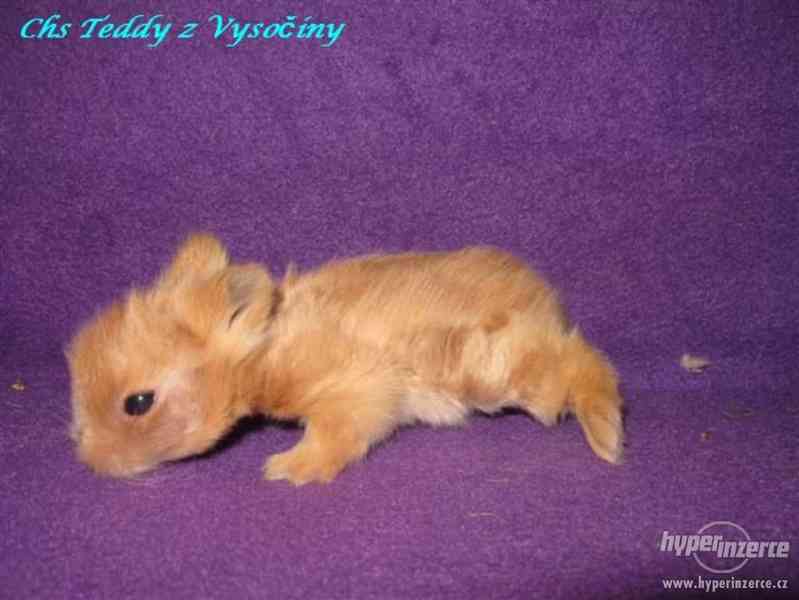 Teddy miminka s VP - foto 3
