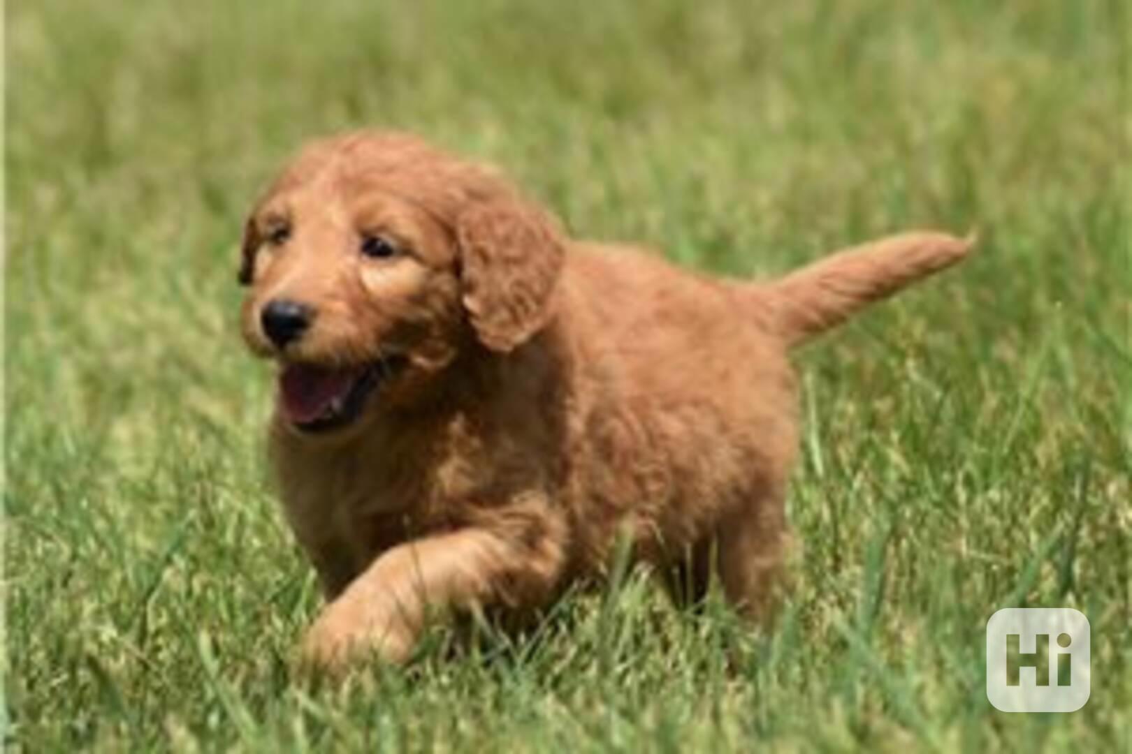 Krásná štěňata Goldendoodle, pejsek a fenka k adopci. Krásná - foto 1
