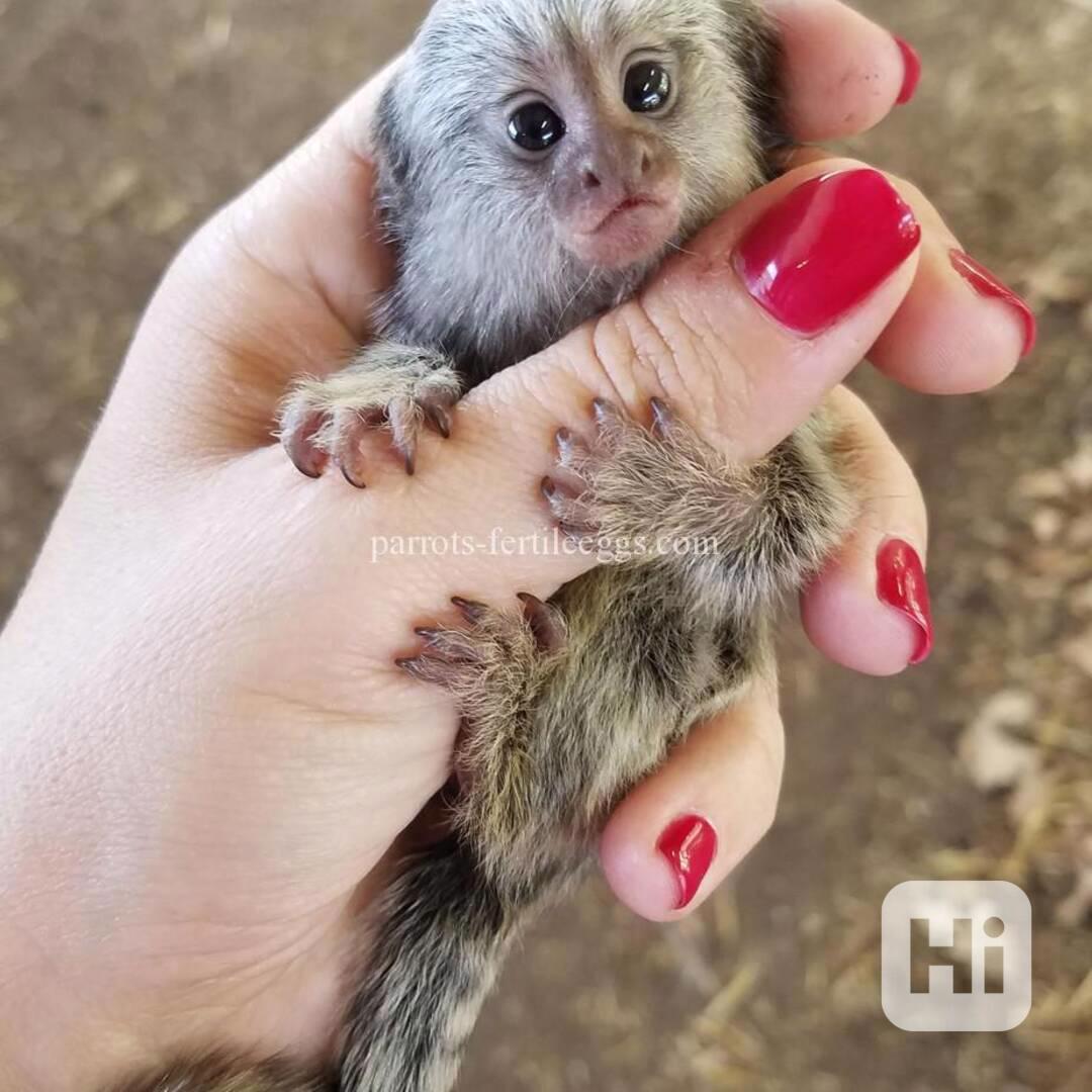 Krásná opice kosman k dispozici - foto 1