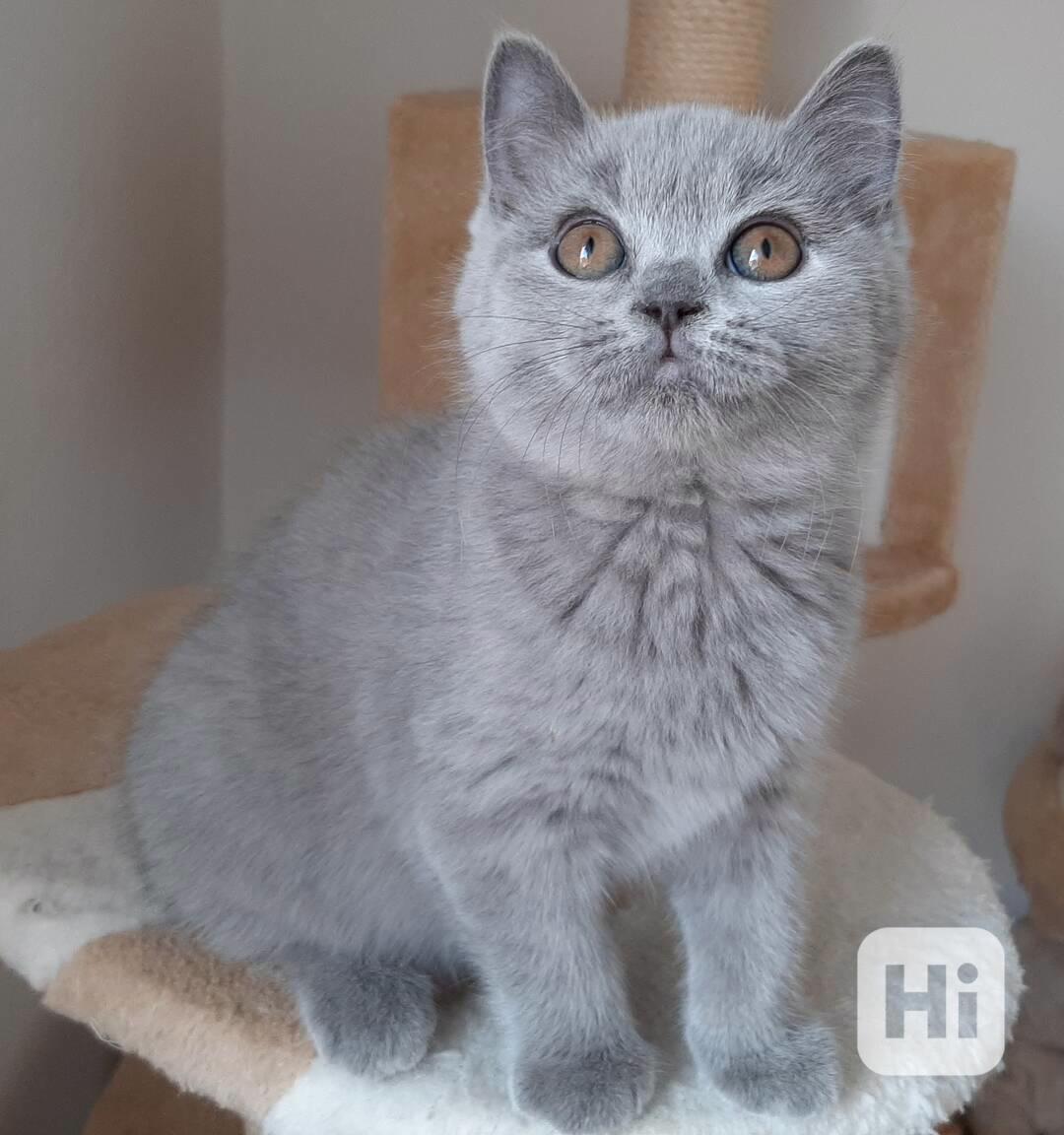 britská koťátka s PP - foto 1