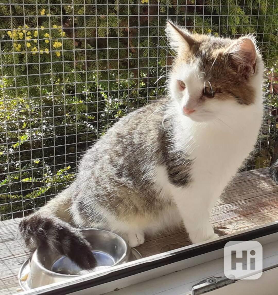 Bílomourovaný,  5-6měsíční Miki hledá domov. - foto 1