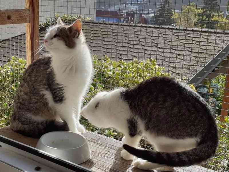 Bílomourovaný,  5-6měsíční Miki hledá domov. - foto 4
