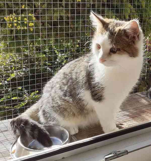 Bílomourovaný,  5-6měsíční Miki hledá domov. - foto 1