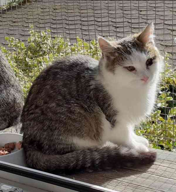 Bílomourovaný,  5-6měsíční Miki hledá domov. - foto 6