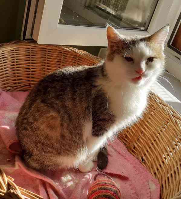 Bílomourovaný,  5-6měsíční Miki hledá domov. - foto 3