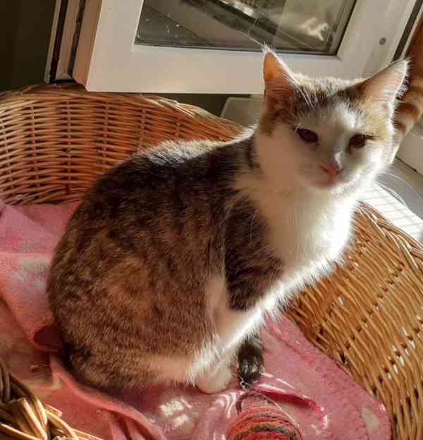 Bílomourovaný,  5-6měsíční Miki hledá domov. - foto 2