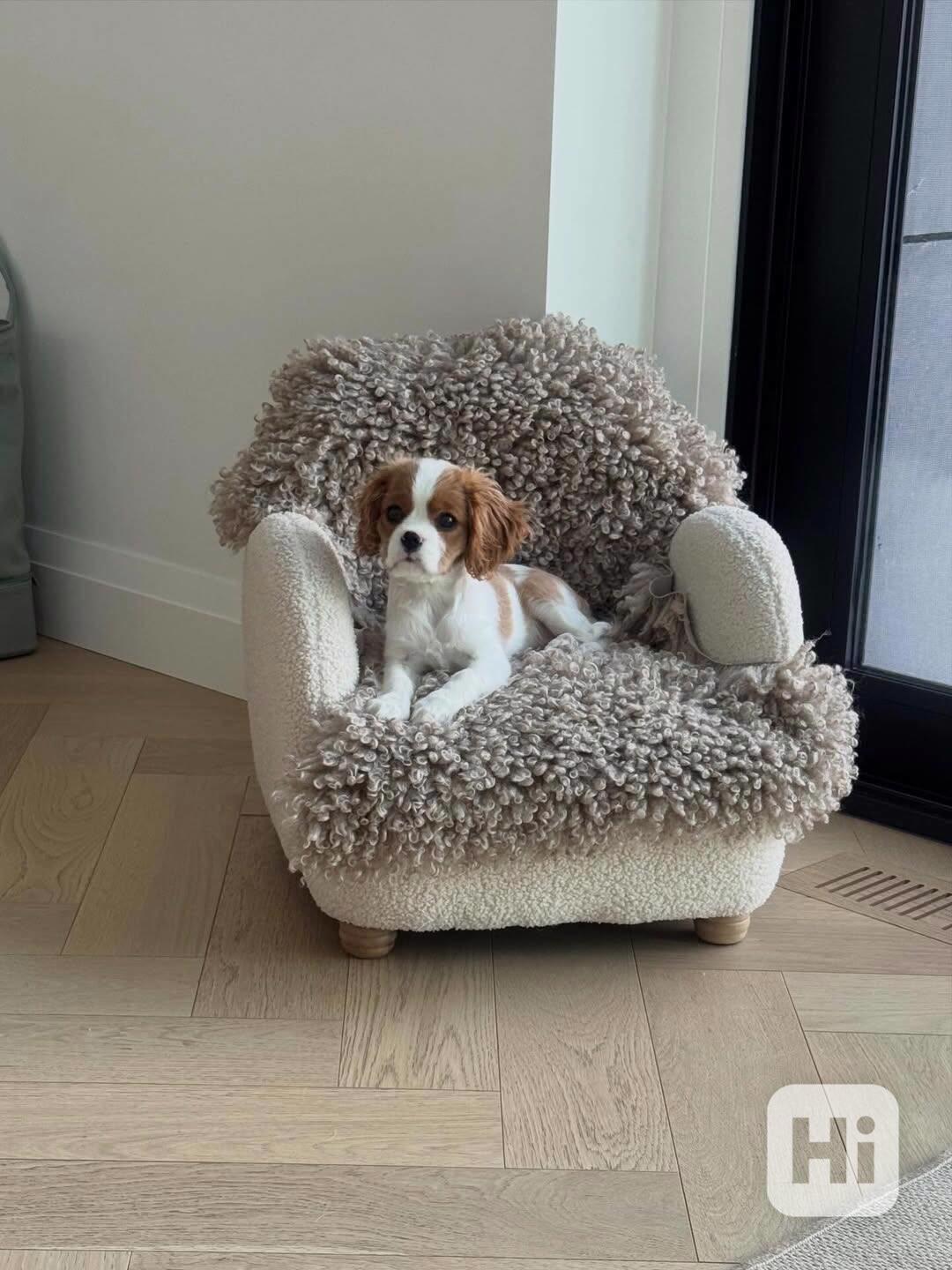 Kavalír King Charles španěl fenka - foto 1