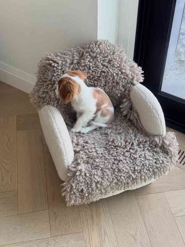 Kavalír King Charles španěl fenka - foto 2