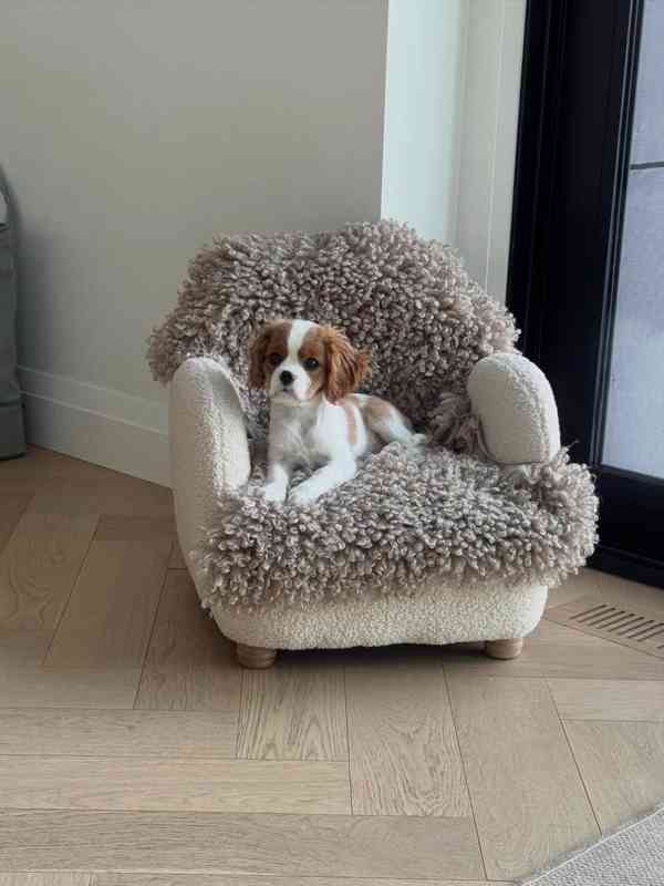 Kavalír King Charles španěl fenka - foto 1