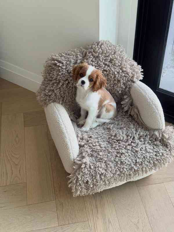 Kavalír King Charles španěl fenka - foto 3