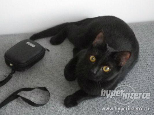 7,5měsíční černá kočička Muška,  velmi chytrá, učenlivá, - foto 3