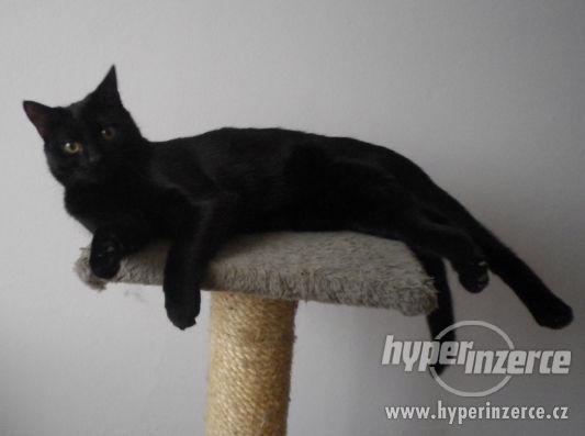 7,5měsíční černá kočička Muška,  velmi chytrá, učenlivá, - foto 12