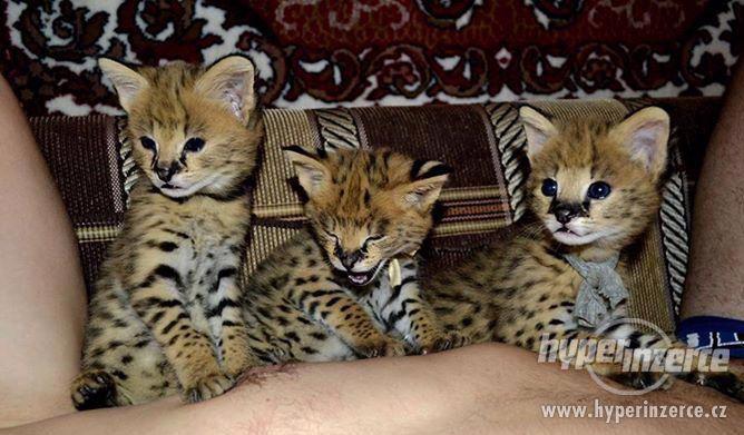 Bengálská, Savanová, Serval, a Caracal koťata na prodej - foto 1