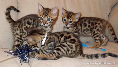 Bengálská, Savanová, Serval, a Caracal koťata na prodej - foto 2