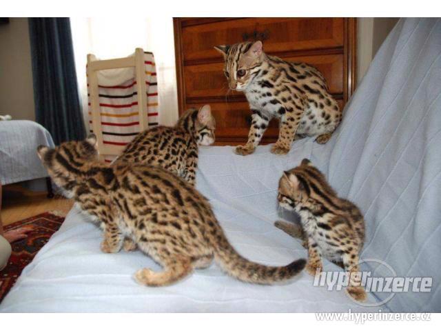 Bengálská, Savanová, Serval, a Caracal koťata na prodej - foto 3