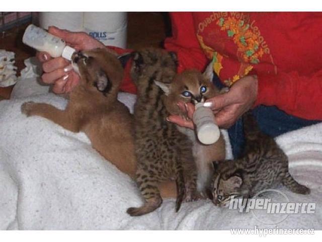Bengálská, Savanová, Serval, a Caracal koťata na prodej - foto 4