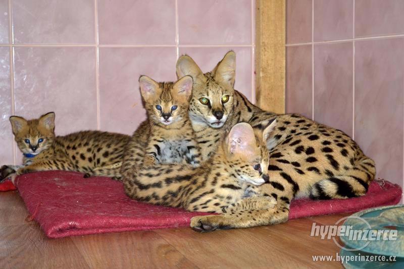 Bengálská, Savanová, Serval, a Caracal koťata na prodej - foto 5