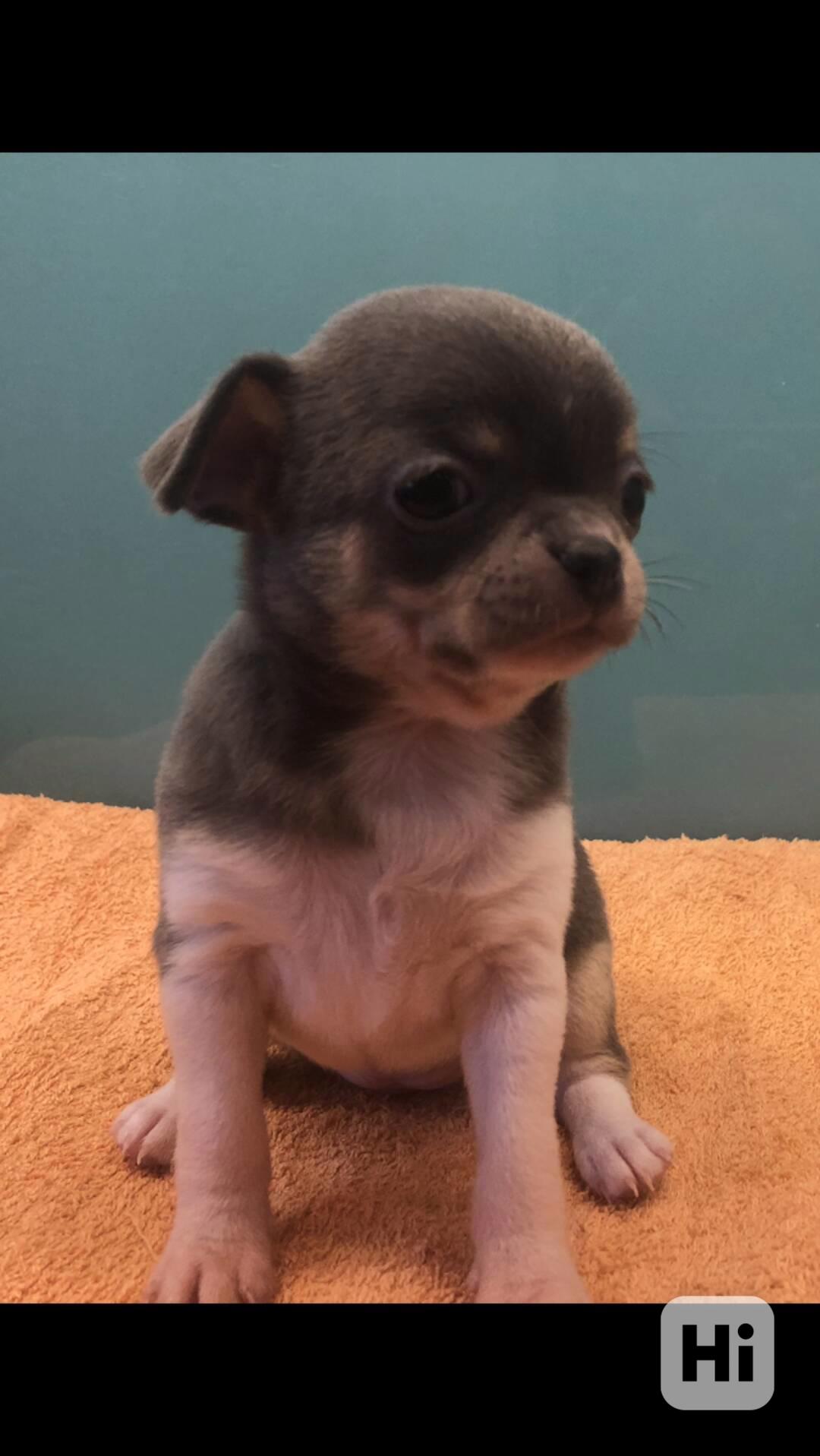 Čivava s PP - foto 1