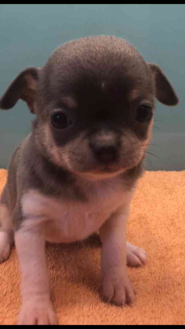 Čivava s PP - foto 3