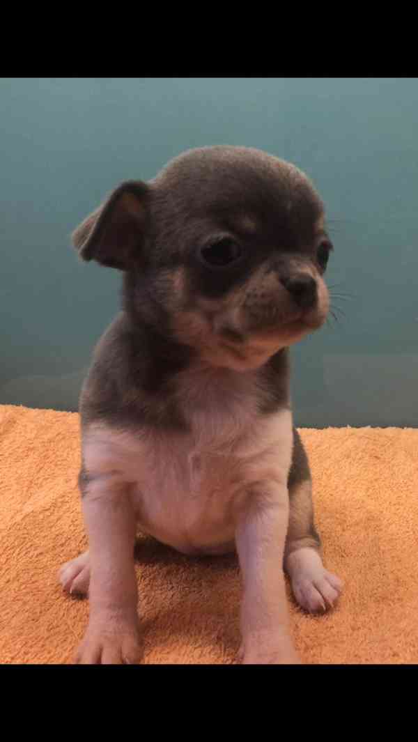 Čivava s PP - foto 1