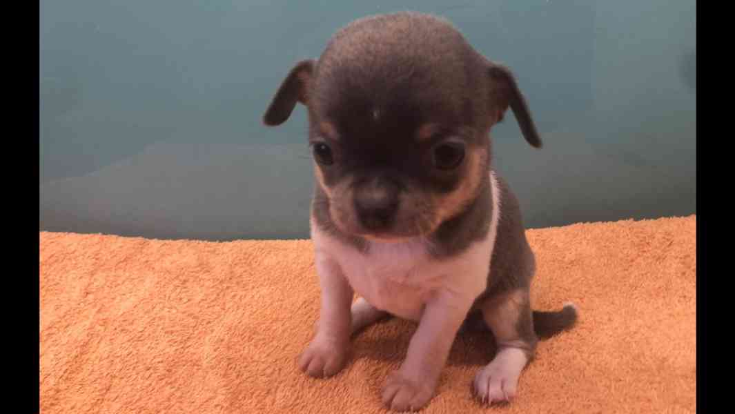 Čivava s PP - foto 2