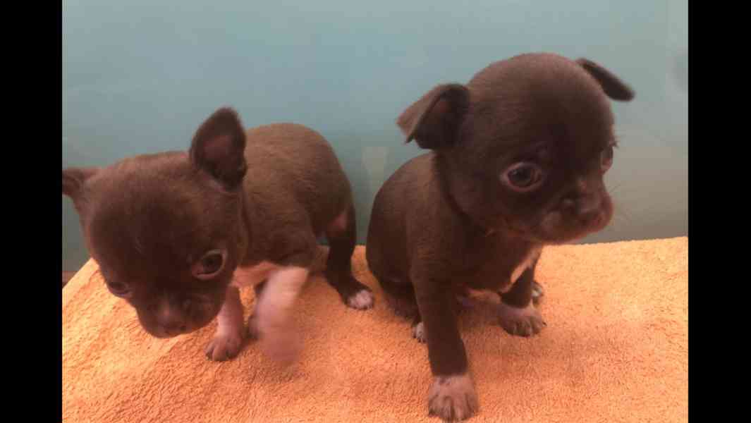 Čivava s PP - foto 5