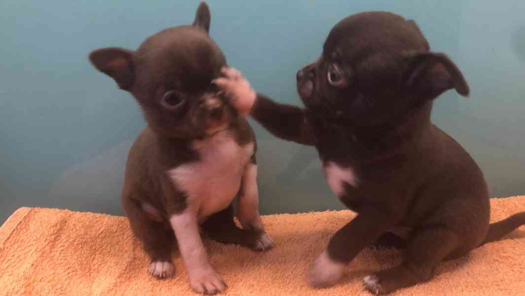 Čivava s PP - foto 4