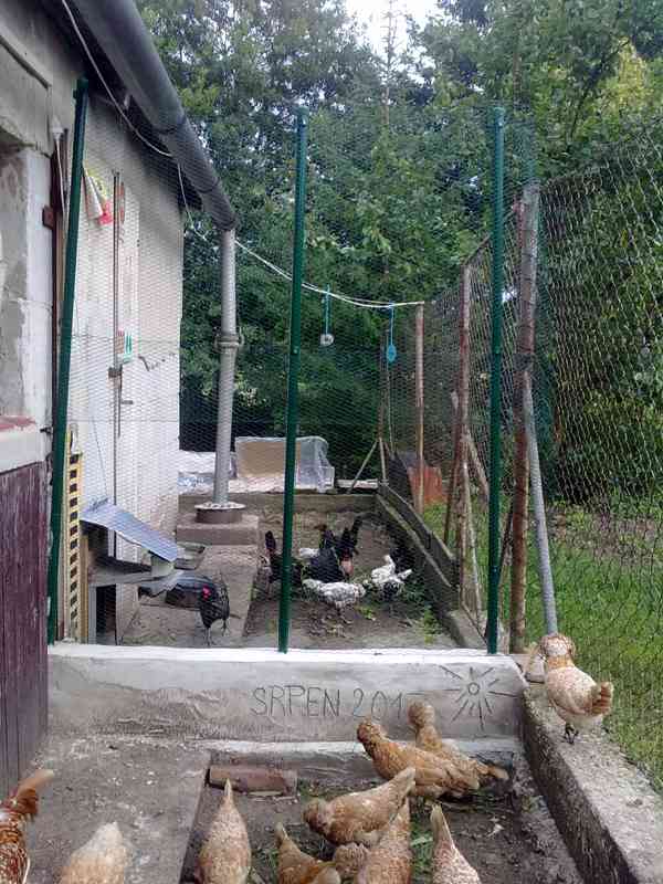 násadová vejce - foto 5
