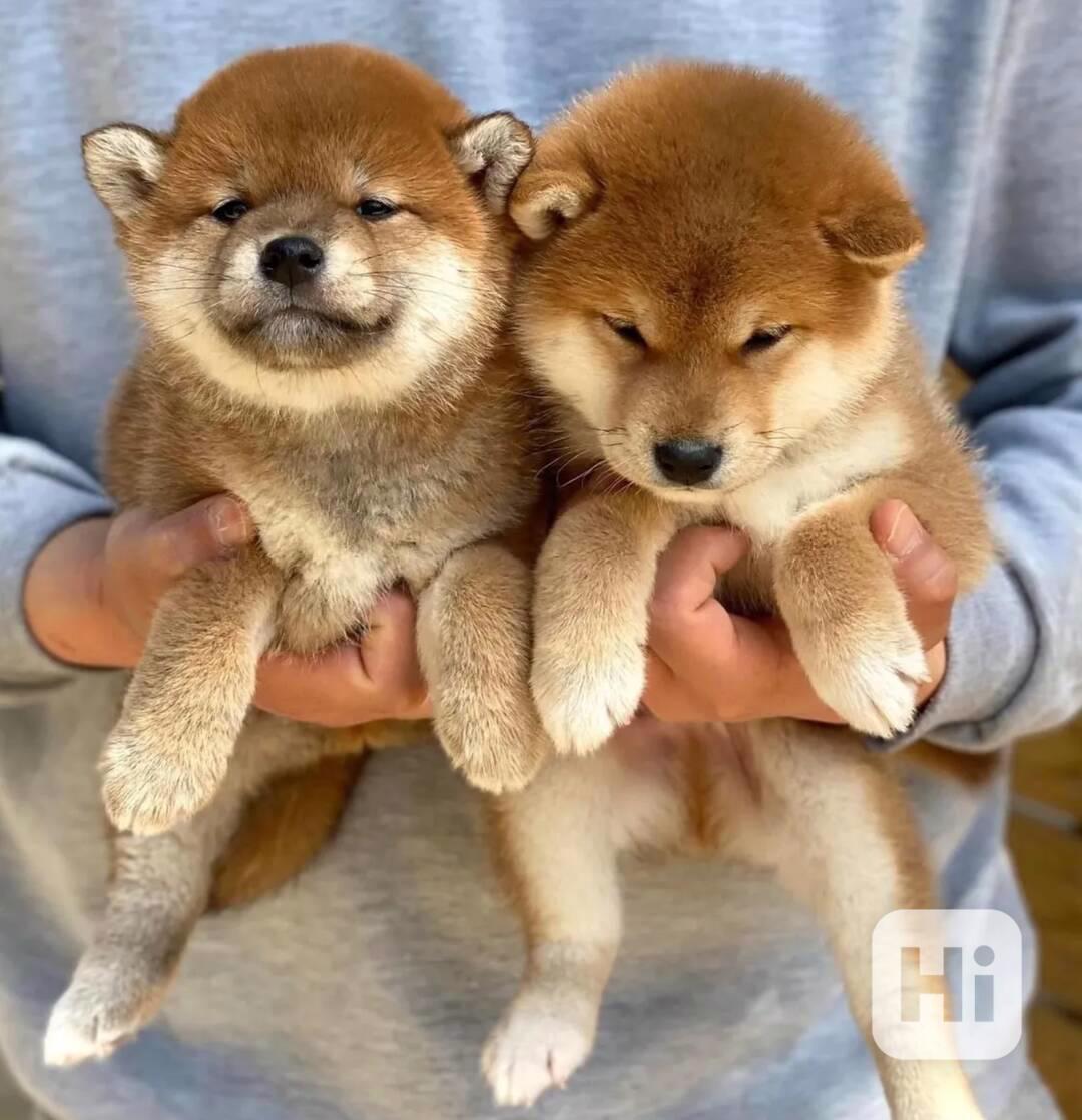 Prodám mini štěňata shiba inu - foto 1