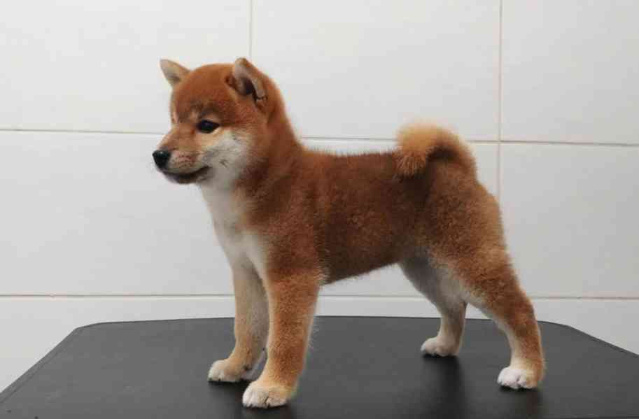 Prodám mini štěňata shiba inu - foto 2