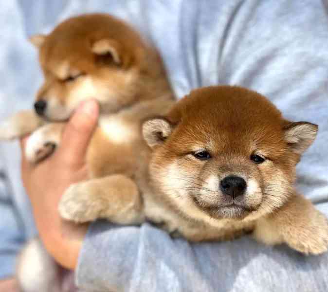 Prodám mini štěňata shiba inu - foto 3