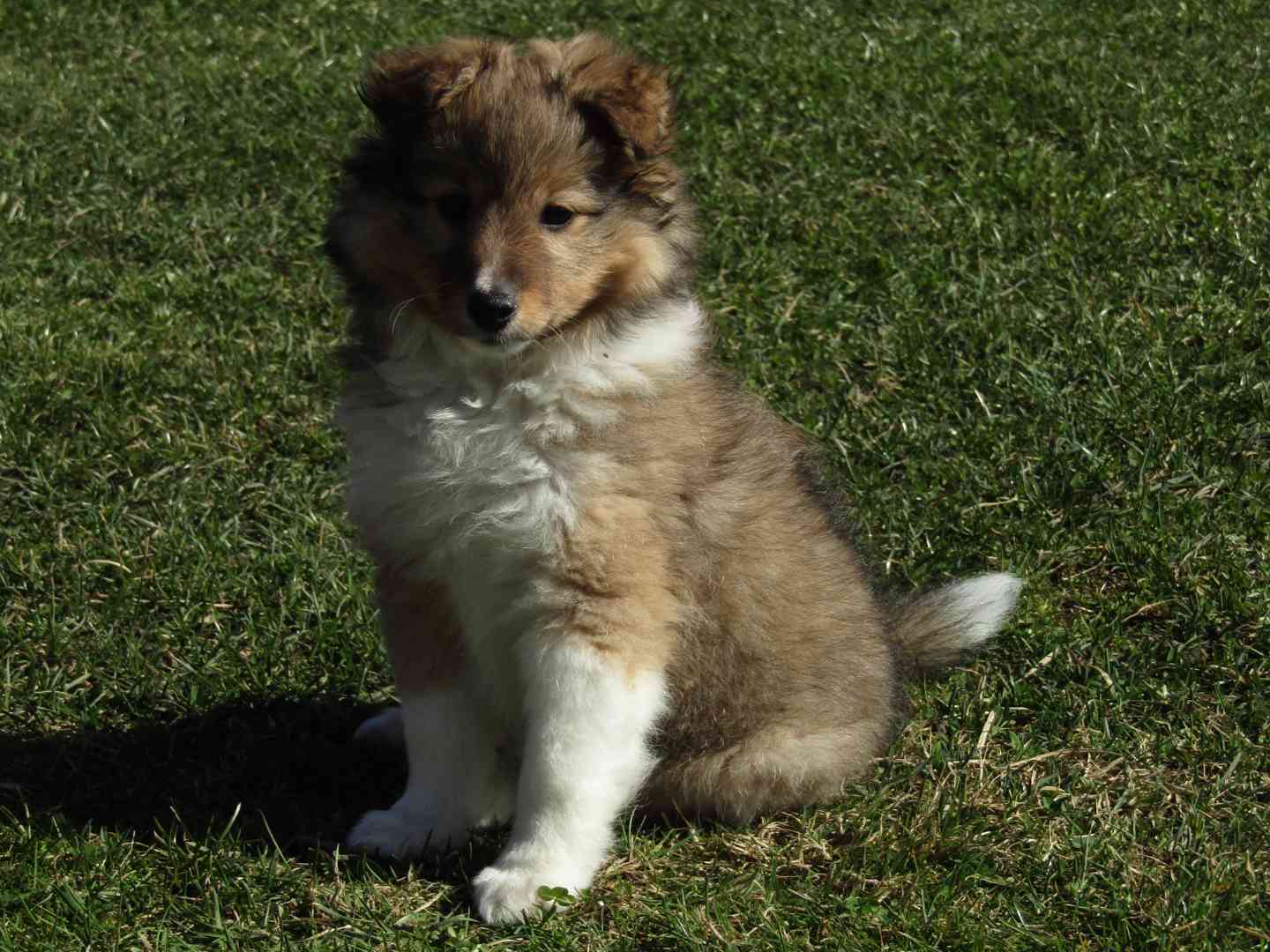 Sheltie/šeltie s PP - foto 1