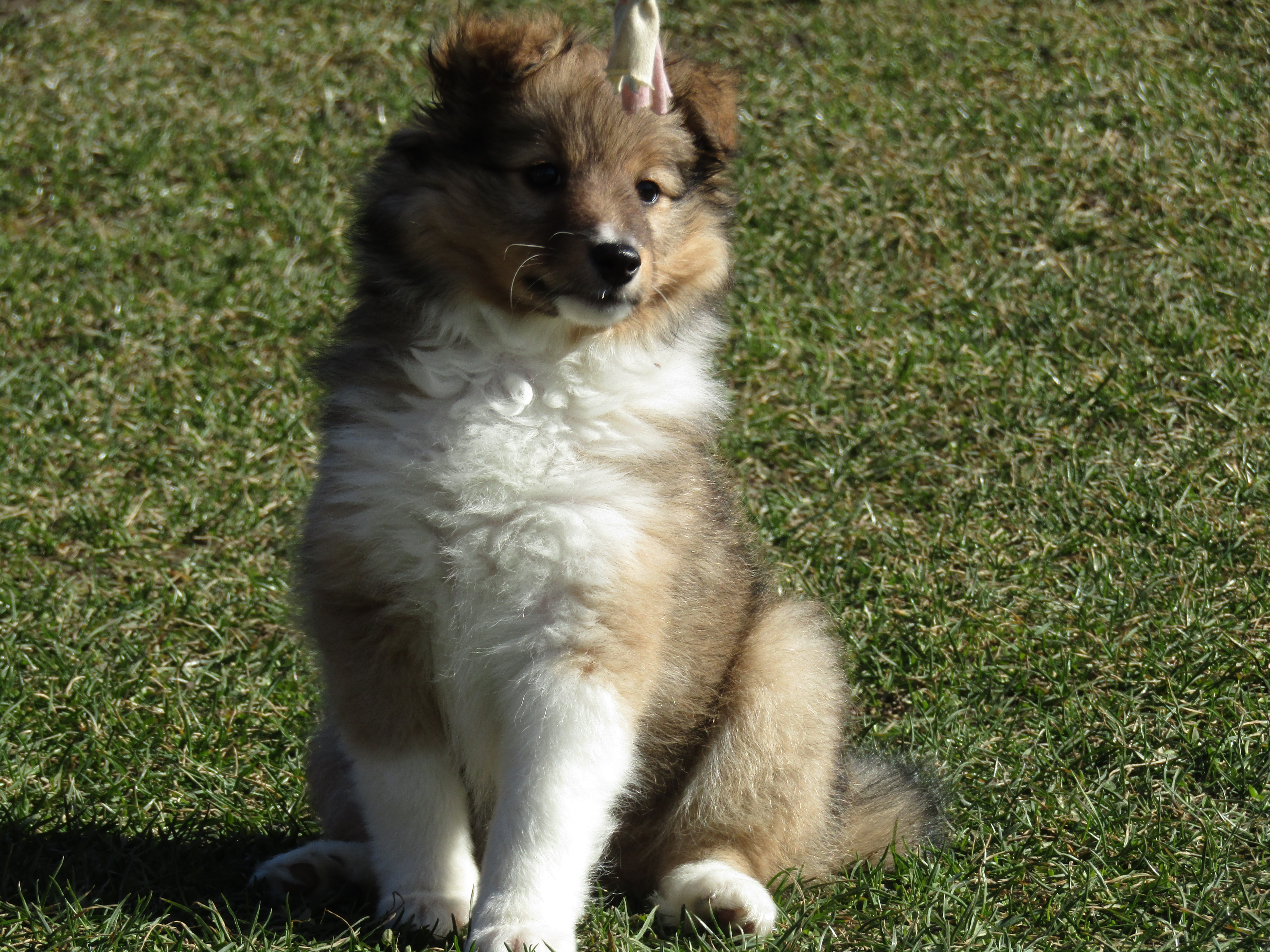 Sheltie/šeltie s PP - foto 4