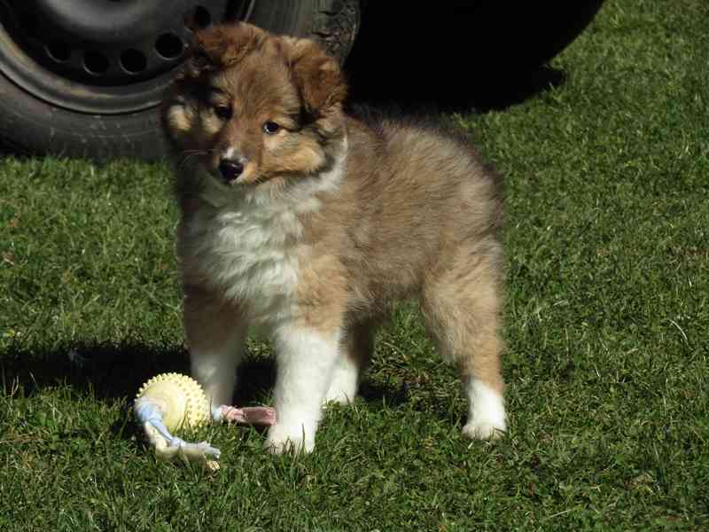 Sheltie/šeltie s PP - foto 2