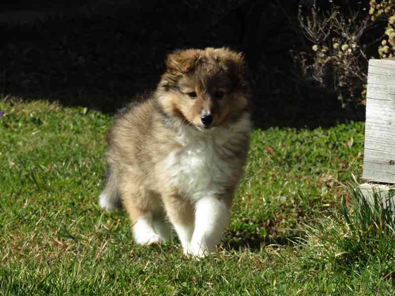 Sheltie/šeltie s PP - foto 3