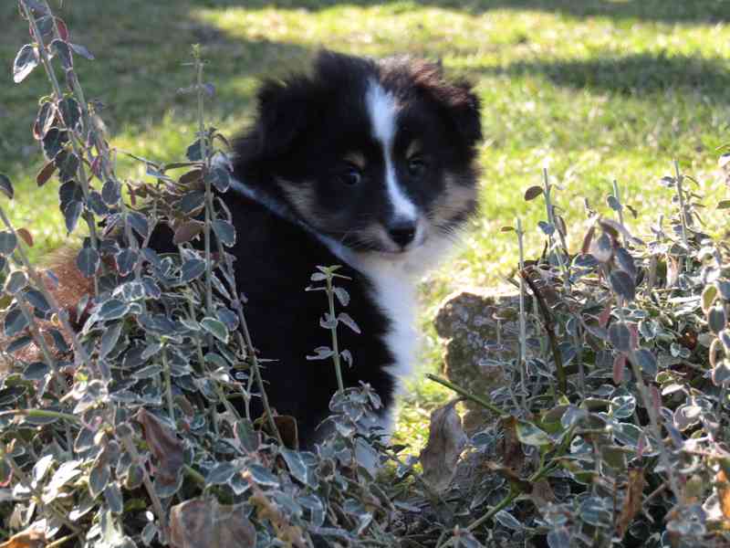 Sheltie/šeltie s PP - foto 10