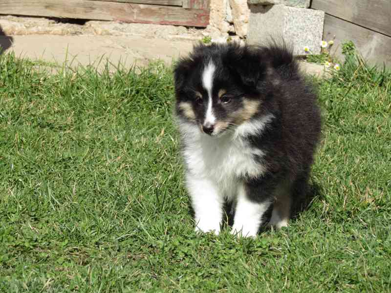 Sheltie/šeltie s PP - foto 6