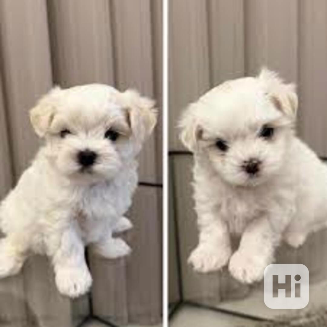  K dispozici jsou krásná štěňata maltézského ovčáka - foto 1