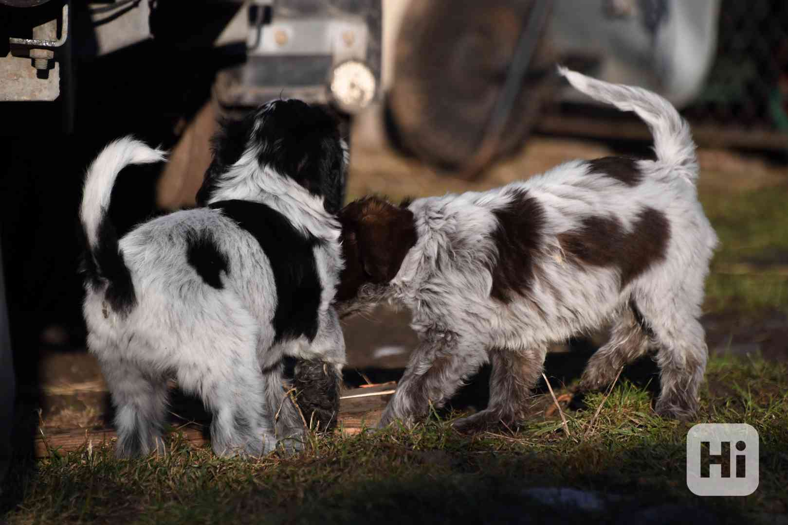 Štěně Schapendoes s PP - foto 1