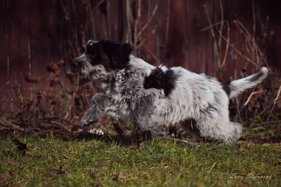 Štěně Schapendoes s PP - foto 8