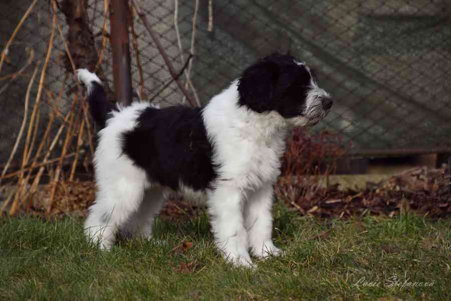 Štěně Schapendoes s PP - foto 9