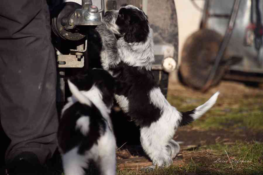 Štěně Schapendoes s PP - foto 2