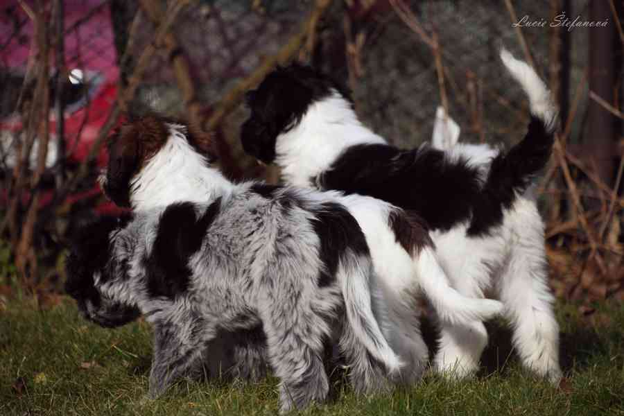 Štěně Schapendoes s PP - foto 11