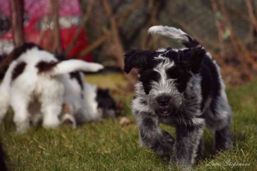 Štěně Schapendoes s PP - foto 10
