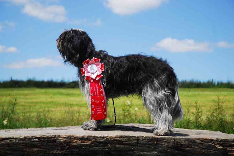 Štěně Schapendoes s PP - foto 8
