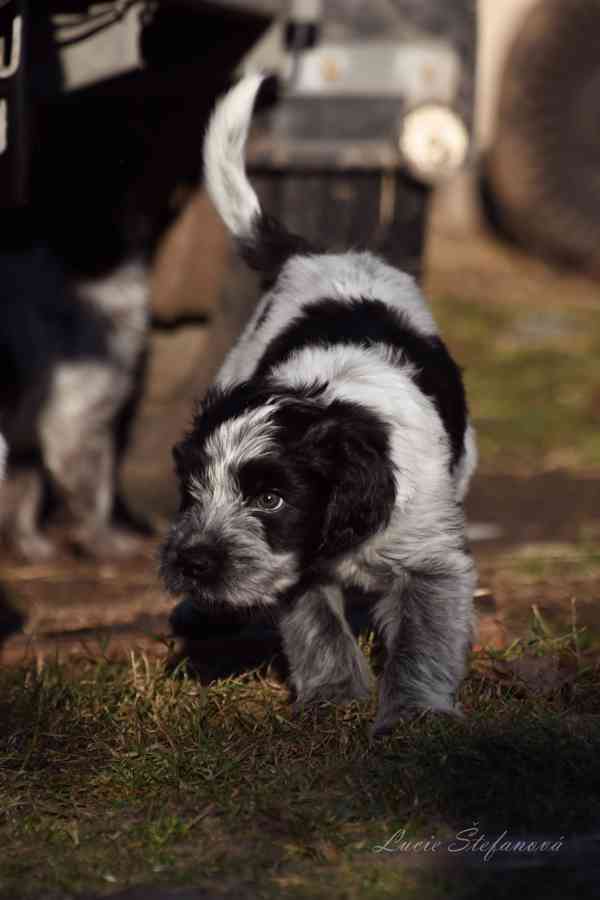 Štěně Schapendoes s PP - foto 3