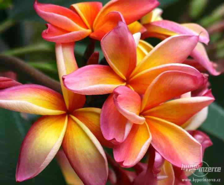 Plumérie - havajská květina (Rose) - semena 15 ks - foto 1