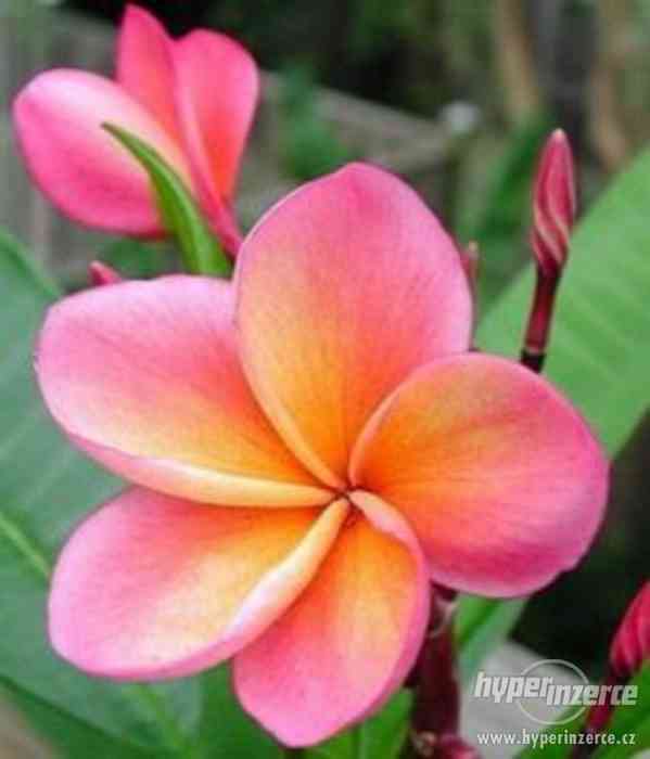 Plumérie - havajská květina (Rose) - semena 15 ks - foto 2