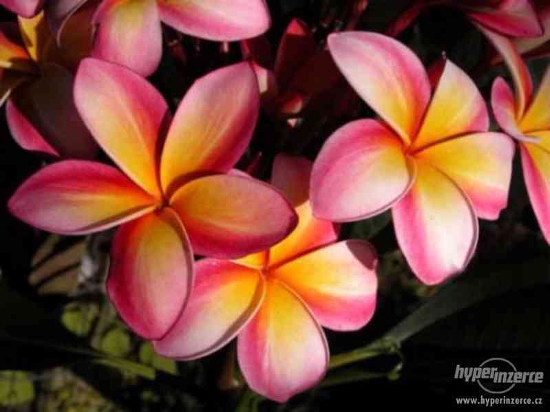 Plumérie - havajská květina (Rose) - semena 15 ks - foto 3