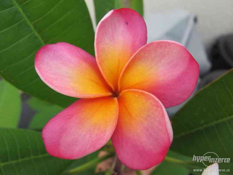 Plumérie - havajská květina (Rose) - semena 15 ks - foto 4
